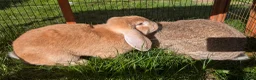 French Lop rabbits for sale: 2x 1 Year Old French Lop Doe Sisters - Advert 2