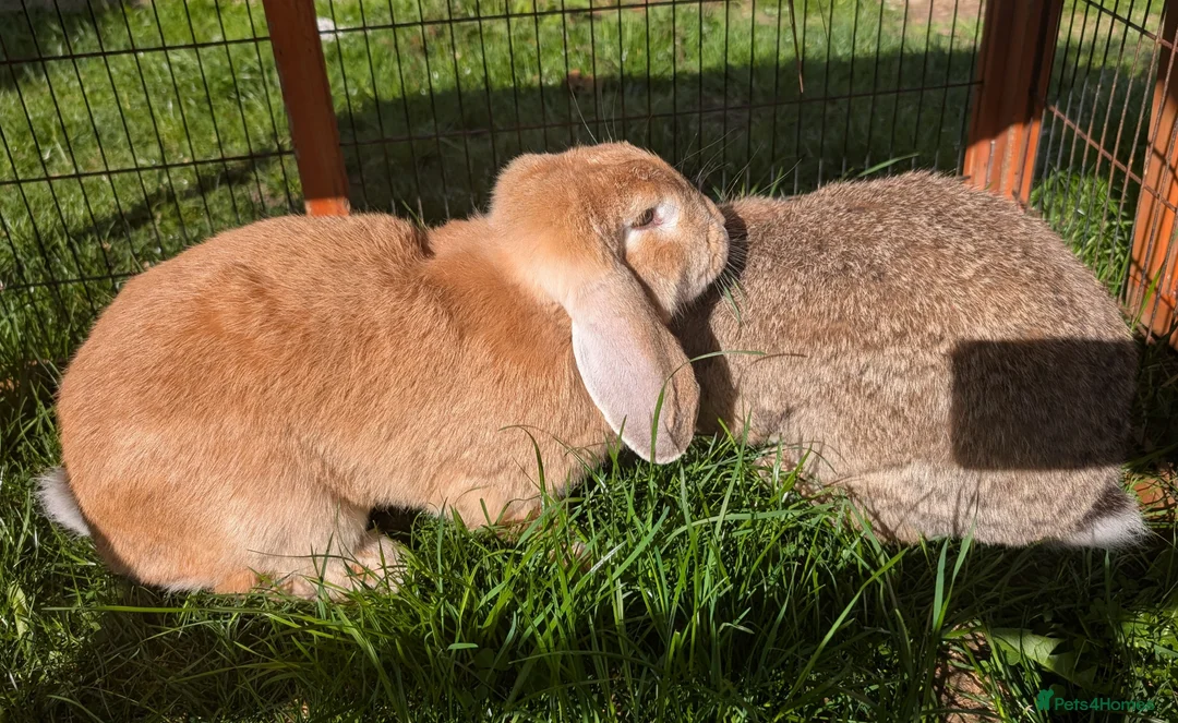 French Lop rabbits for sale: 2x 1 Year Old French Lop Doe Sisters - Advert 2