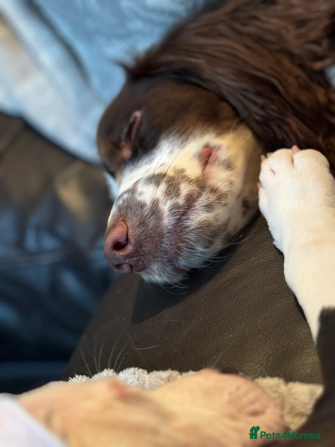 Cocker Spaniel dogs for sale: 3year old Cocker spaniel  - Advert 4