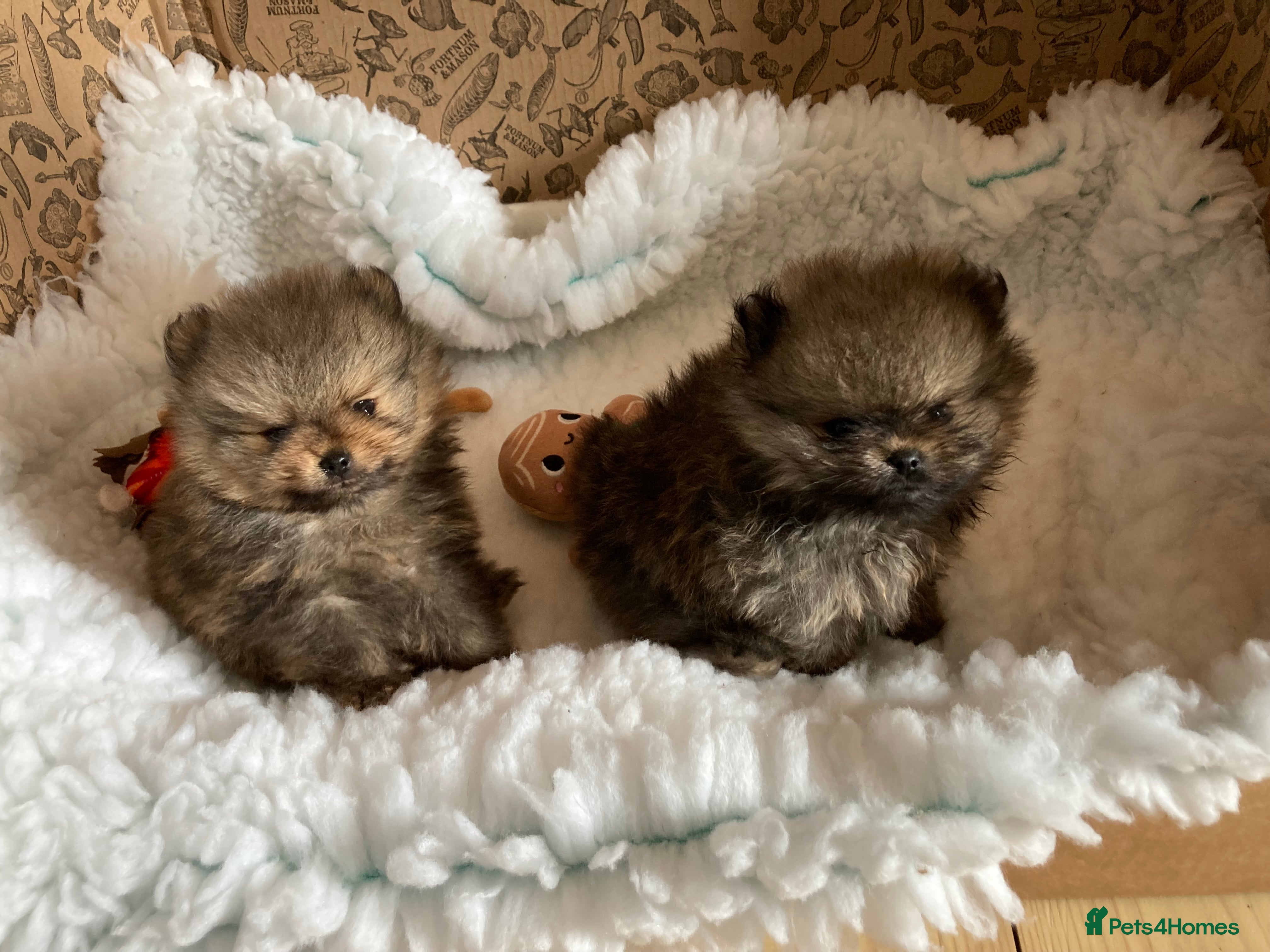 Pomeranian dogs Pomeranian puppies from champion show lines  in Guildford - Advert 1