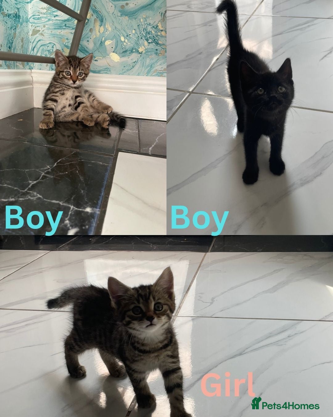 Mixed Breed cats 3 little kittens for sale  - Advert 2