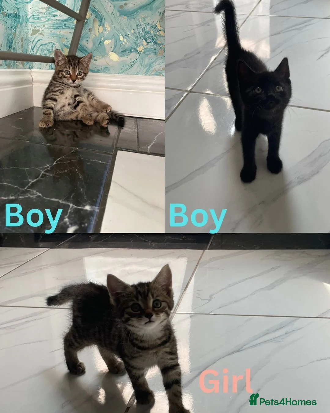Mixed Breed cats for sale: 3 little kittens for sale  - Advert 1