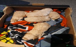 Maltipoo dogs for sale: Maltypoo pups - Image 14