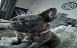 French Bulldog dogs for sale: Female frenchie (18 months old ) - Image 5
