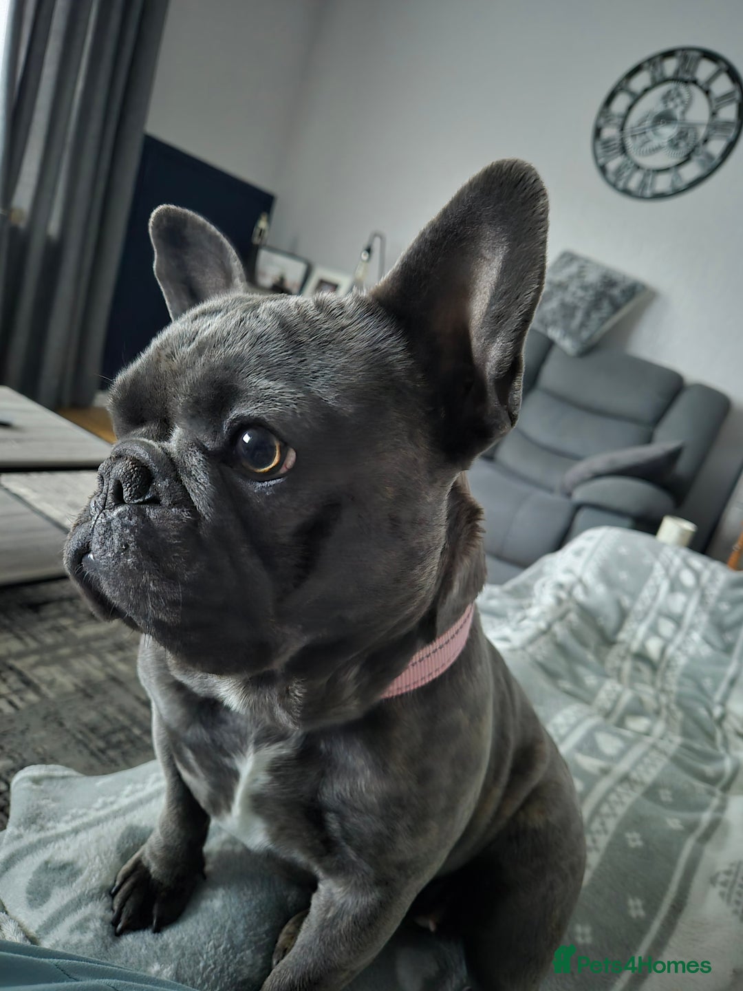 French Bulldog dogs for sale: Female frenchie (18 months old ) - Image 5