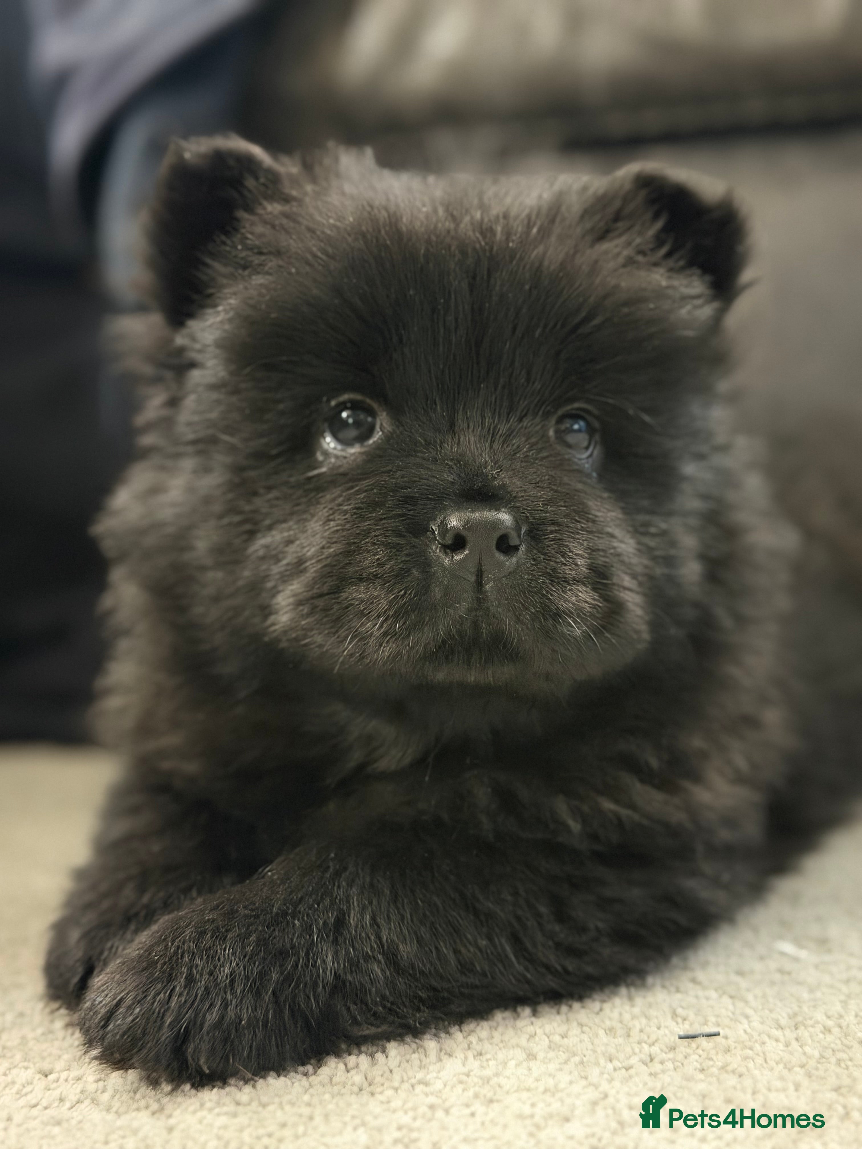 Chow Chow dogs Ready to go to their new homes.  - Advert 2