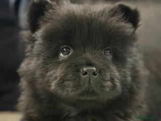 Chow Chow dogs Ready to go to their new homes. - Advert 1