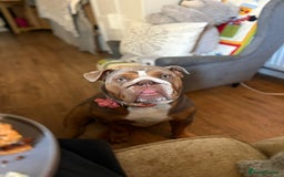 English Bulldog dogs for sale: 🐾 Beautiful English Bulldog  - Image 8