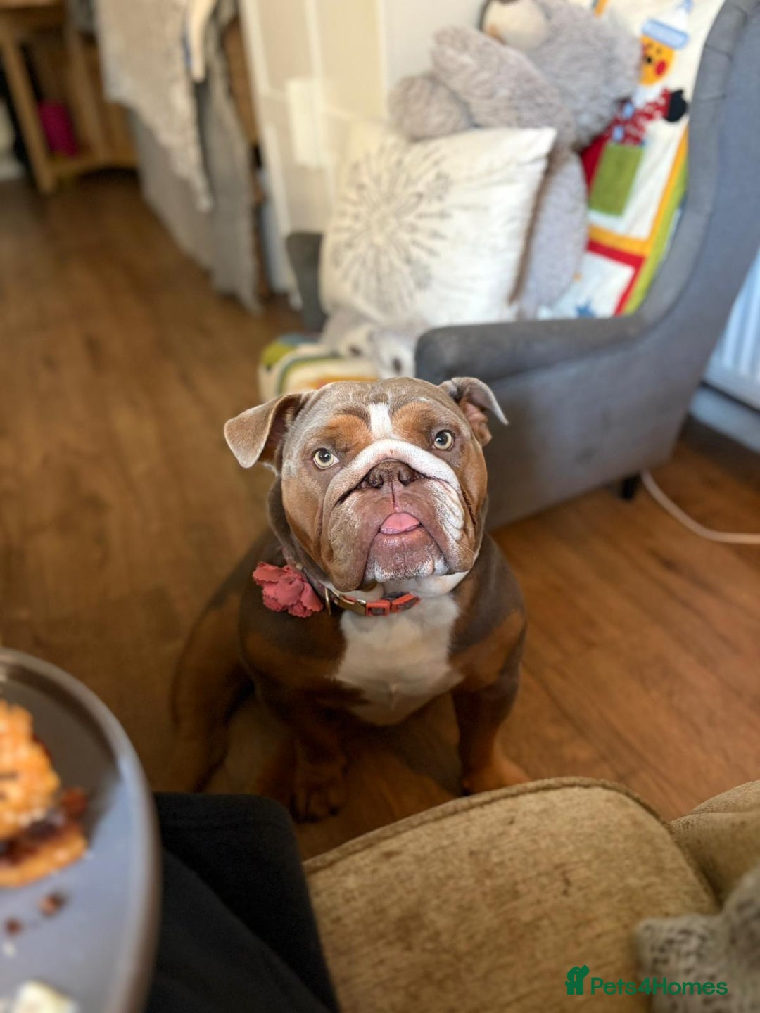English Bulldog dogs for sale: 🐾 Beautiful English Bulldog  - Image 8