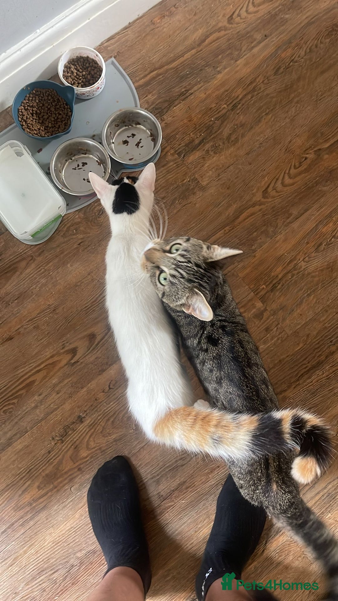 Mixed Breed cats for sale: Female kitten  - Image 6