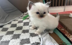 Ragdoll cats for sale: Beautiful Ragdoll Kittens, GCCF & Tica Registered - Image 22