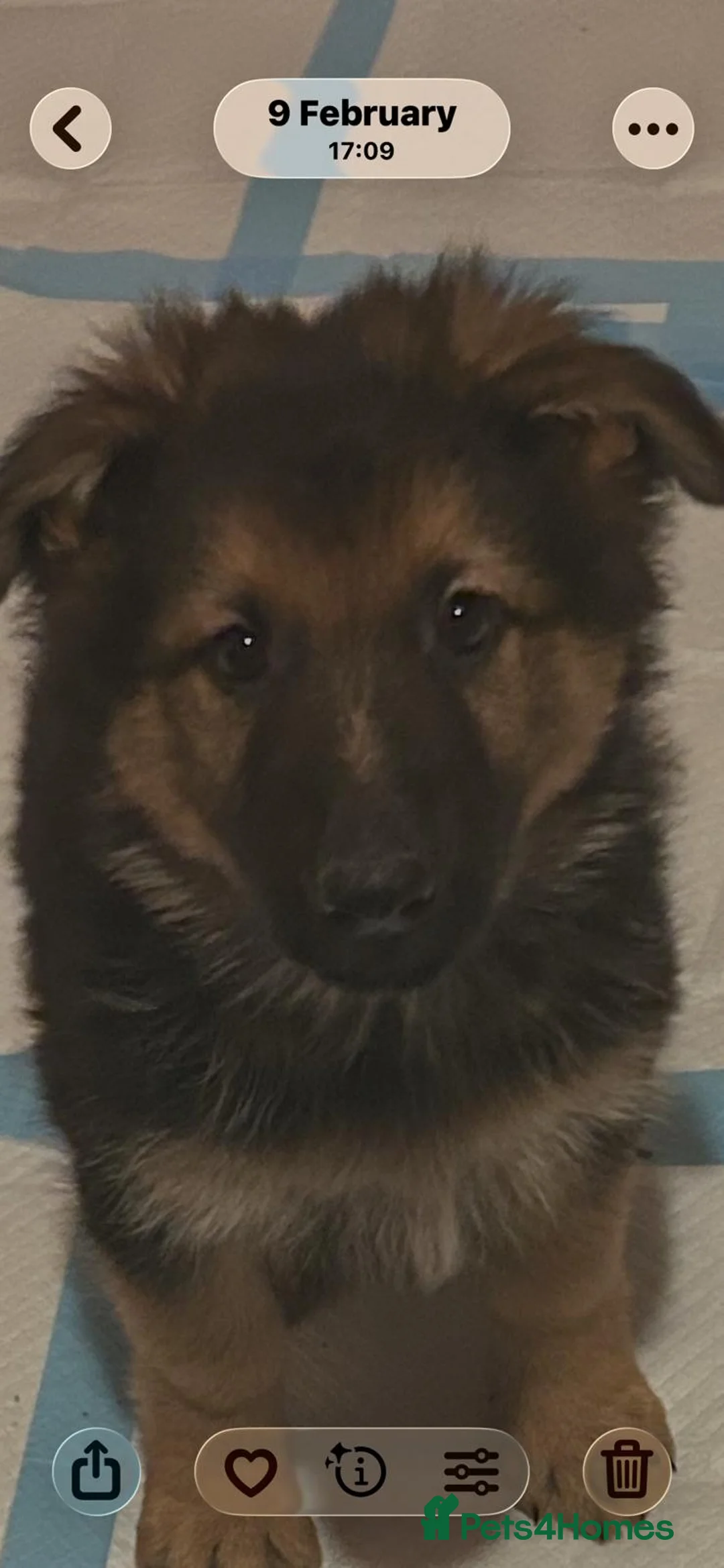 German Shepherd dogs for sale: Straight back GIRL german shepherd puppies - Advert 8