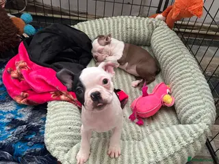 Boston Terrier dogs Kc reg boston terriers - Advert 18