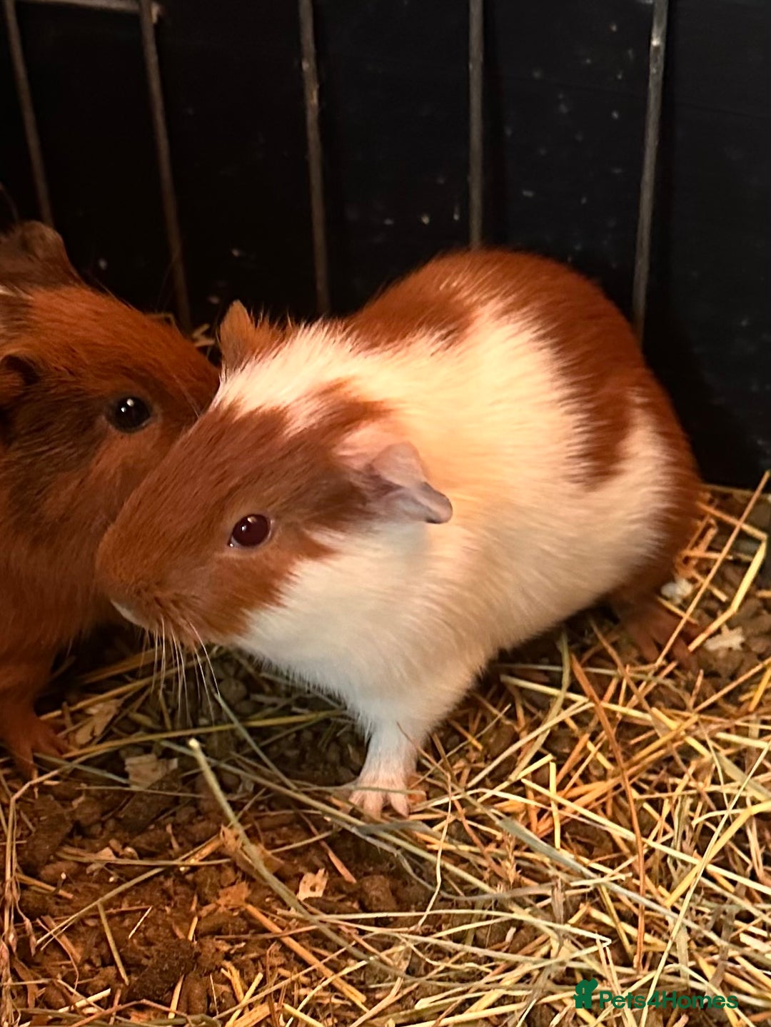 Guinea Pig rodents for sale: Gorgeous baby Guineapigs  - Advert 2