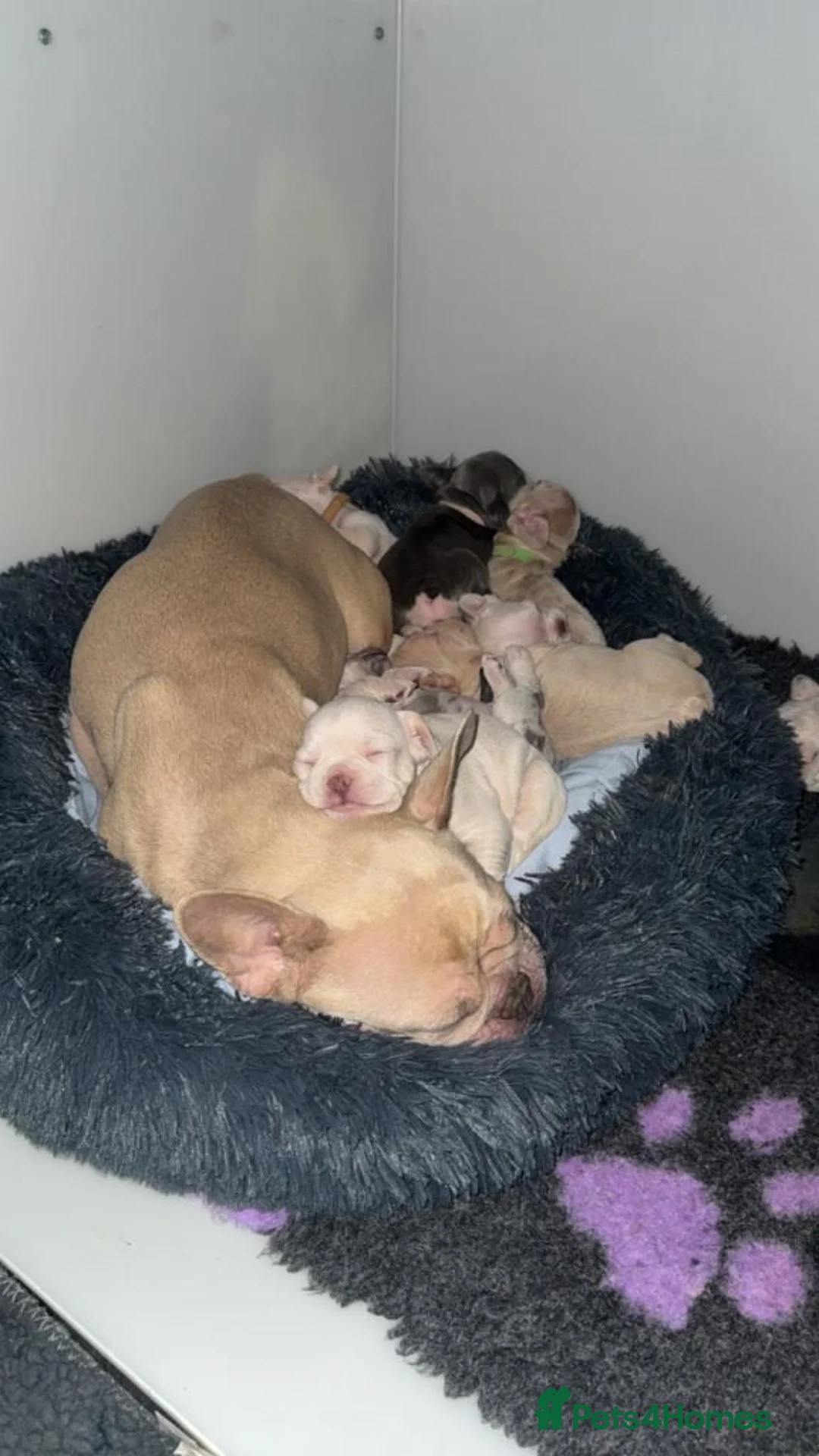 French Bulldog dogs for sale: Gorgeous French Bulldog Puppies available - Advert 8