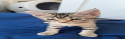 Bengal cats for sale: 🐾 Beautiful Bengal x Maine Coon Kittens 🐾 - Advert 6