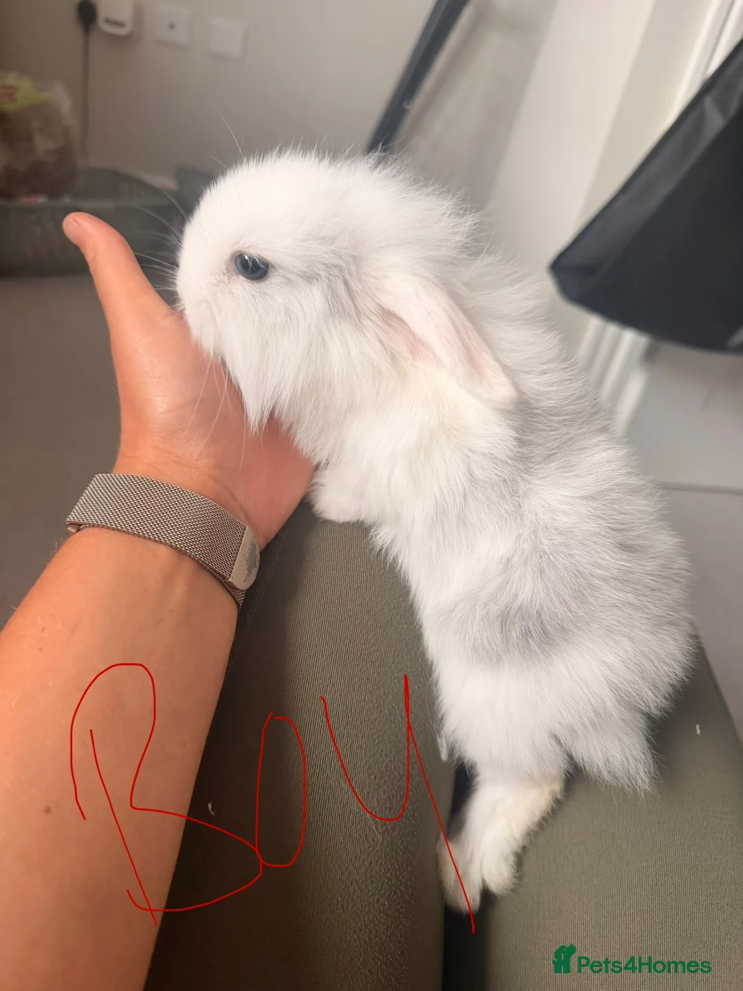Lionhead rabbits for sale: Lionhead lops in Nuneaton - Advert 2