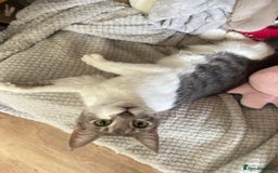 Domestic Shorthair cats for sale: Gorgeous tabby female cat in Salford - Image 6