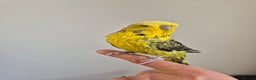 Budgerigars birds for sale: Tamed Rare budgie - Advert 3