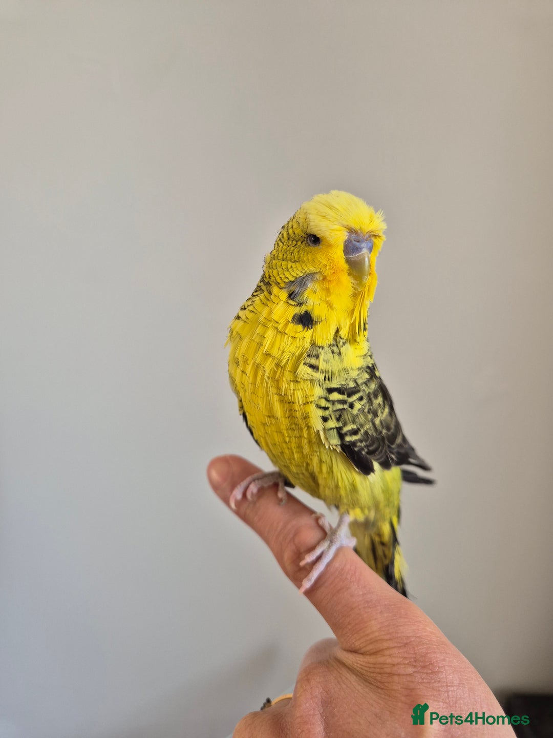 Budgerigars birds for sale: Tamed Rare budgie - Advert 3
