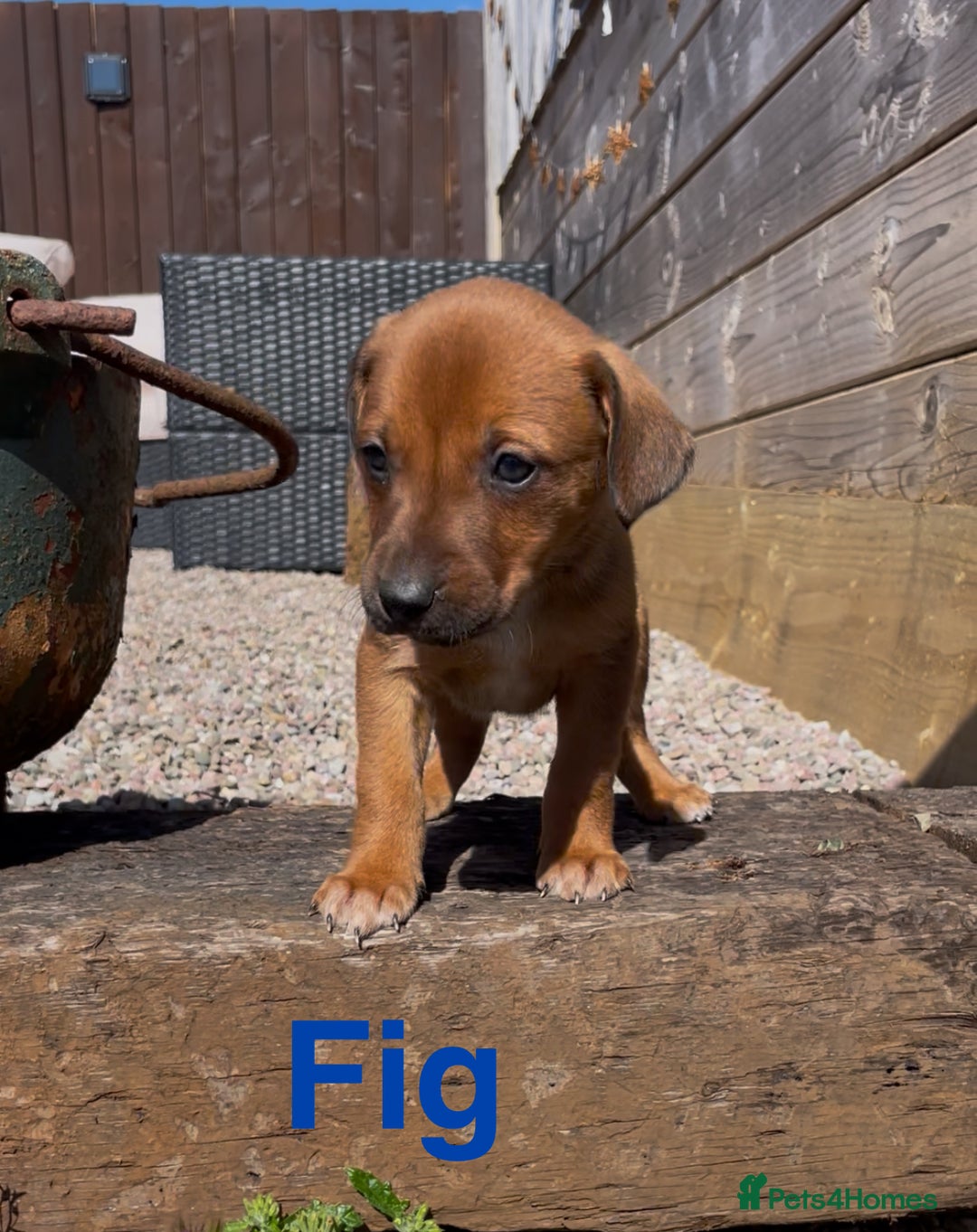 Mixed Breed dogs for sale: Stunning DNA heath test Collie x Hungarian Viszla - Image 11