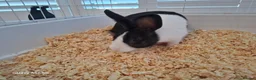Mixed Breed rabbits for sale: Rabbit ready to go for free  - Advert 1