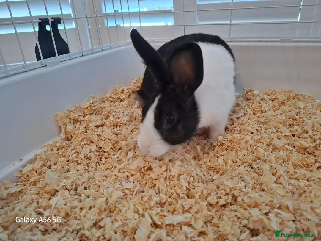 Mixed Breed rabbits for sale: Rabbit ready to go for free  - Advert 1