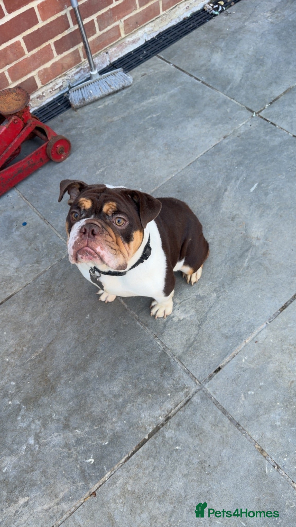 English Bulldog dogs Frankie  - Advert 1