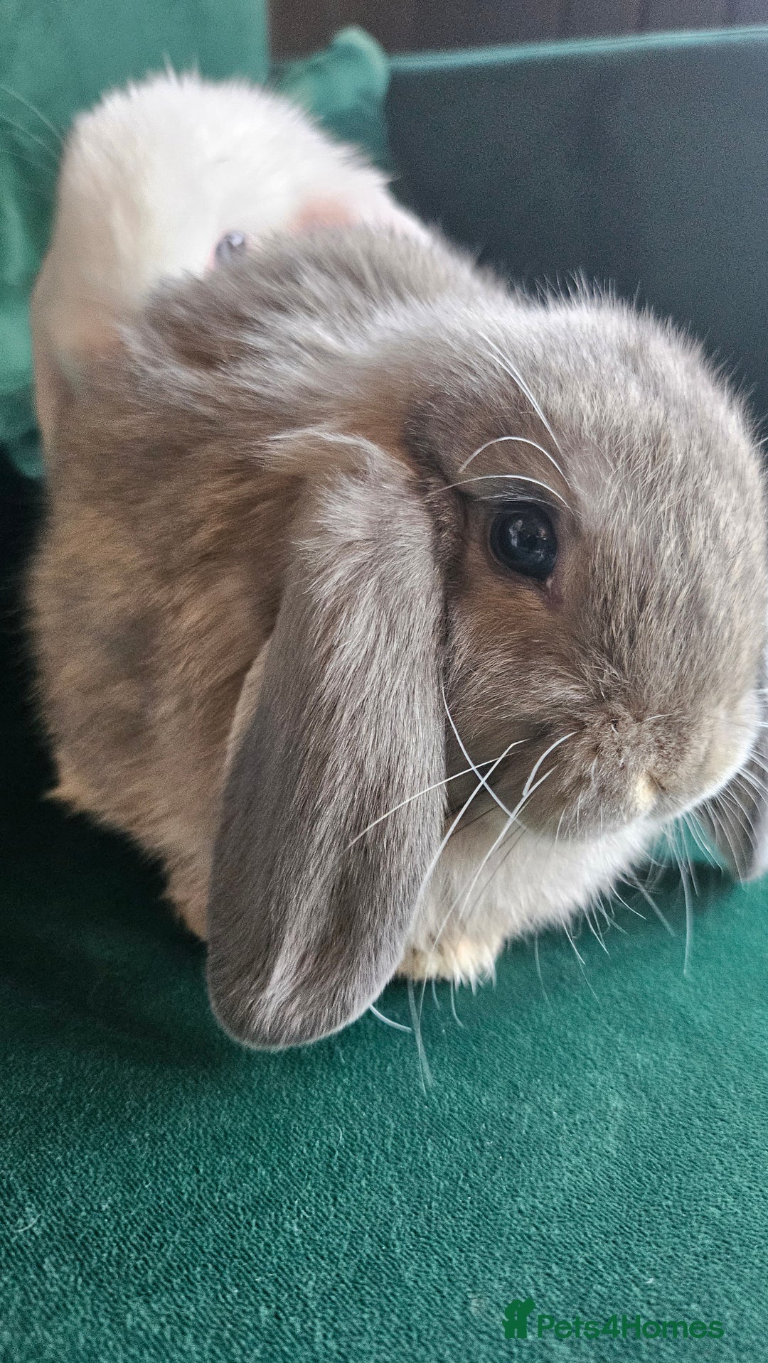 Mini Lop rabbits for sale: Ready to leave cuddly mini lops - Advert 6