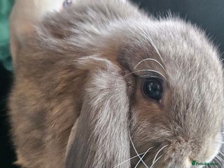 Mini Lop rabbits Ready to leave cuddly mini lops - Advert 1