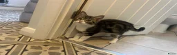 Ragdoll cats for sale: Beautiful Ragdoll & Ragdoll Cross Kittens  - Advert 21