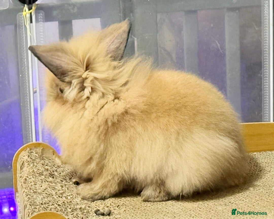 Lionhead rabbits for sale: Double Mane (f)&No Mane(m) Lionhead £50 & £2 - Image 9