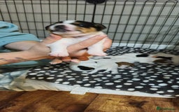 Parson Russell dogs for sale: Parson russell  - Image 9