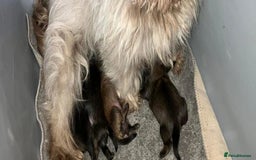 Shih Tzu dogs for sale: Shih Tzu Puppies  - Image 14