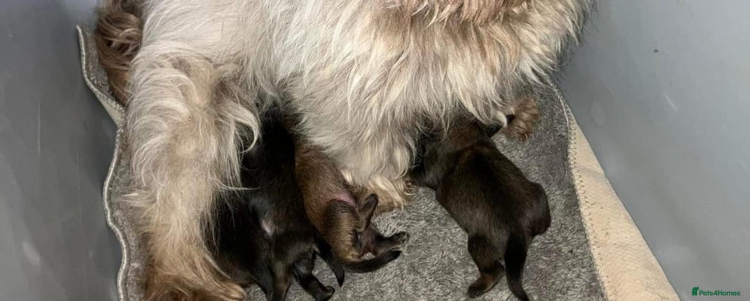 Shih Tzu dogs for sale: Shih Tzu Puppies  - Image 14