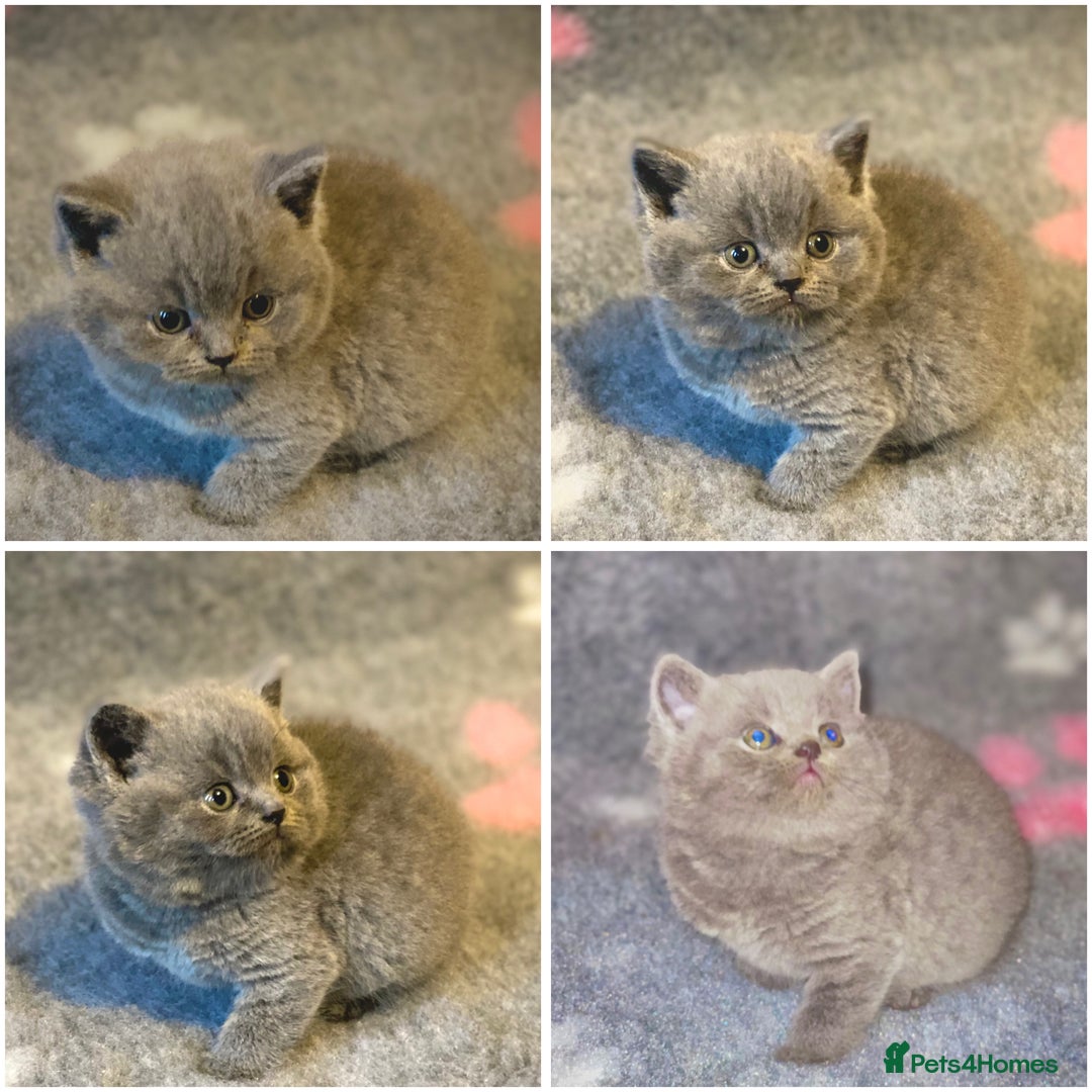British Shorthair cats for sale: Gorgeous BSH kittens  - Advert 1