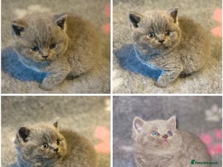 British Shorthair cats Gorgeous BSH kittens - Advert 13