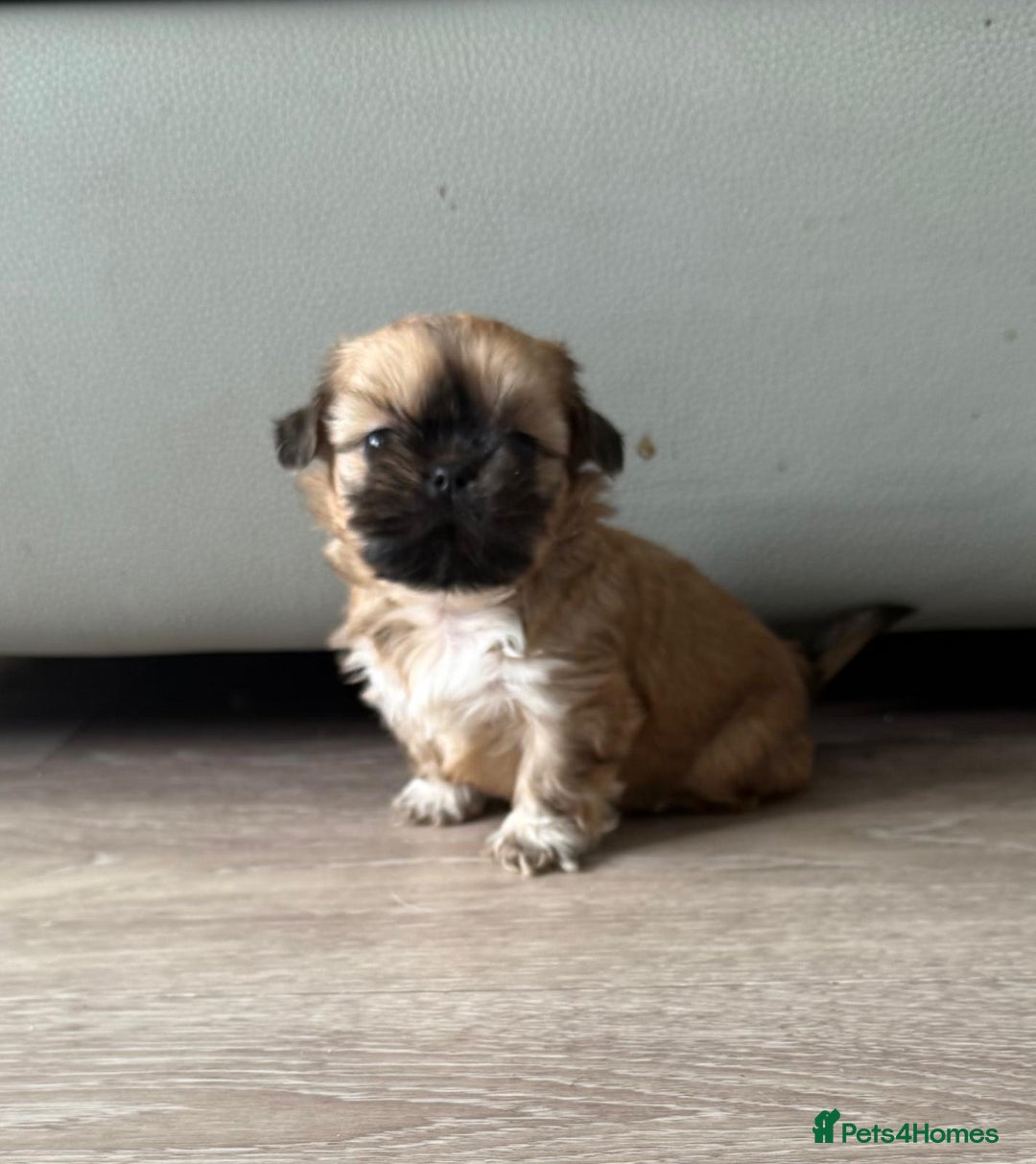 Shih Tzu dogs for sale: Pedigree imperial Shih Tzu puppies  - Advert 3