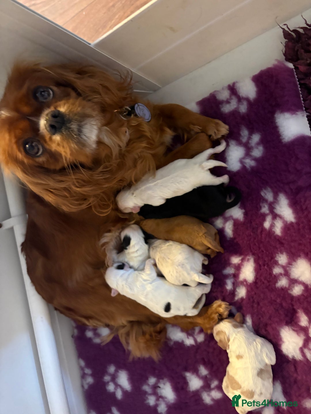 Cavapoo dogs for sale: ⭐ F1 Health tested Cavapoos⭐ - Advert 1