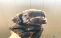 Cocker Spaniel dogs for sale: Exceptional working cocker spaniels  - Image 7