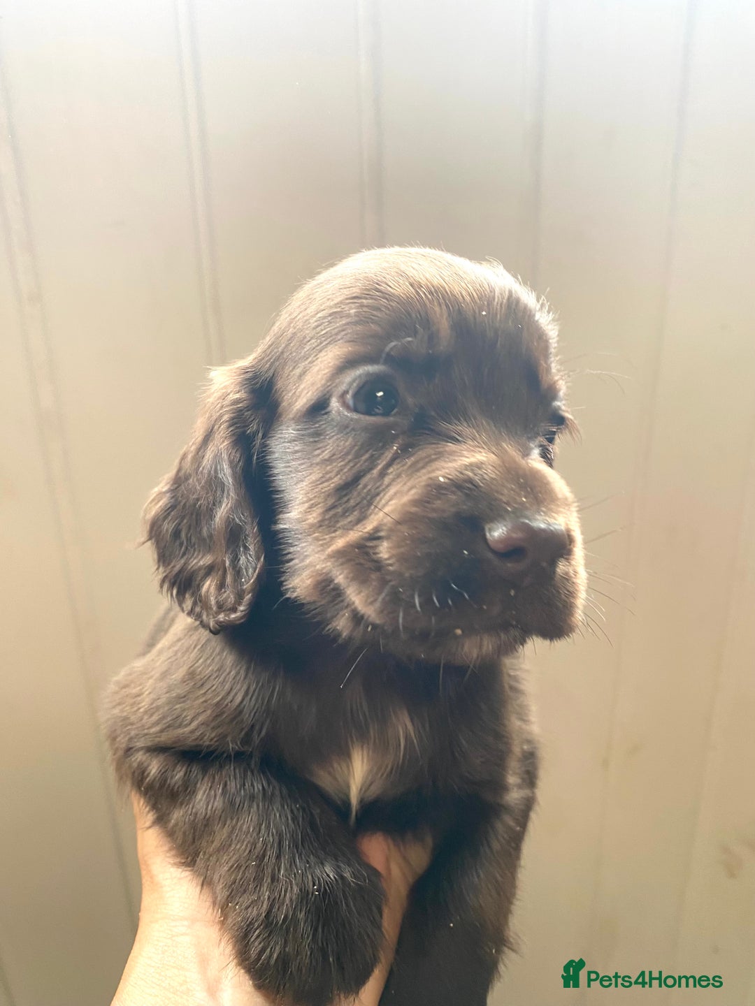 Cocker Spaniel dogs for sale: Exceptional working cocker spaniels  - Image 7