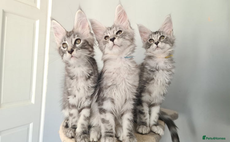 Maine Coon cats - Advert 10