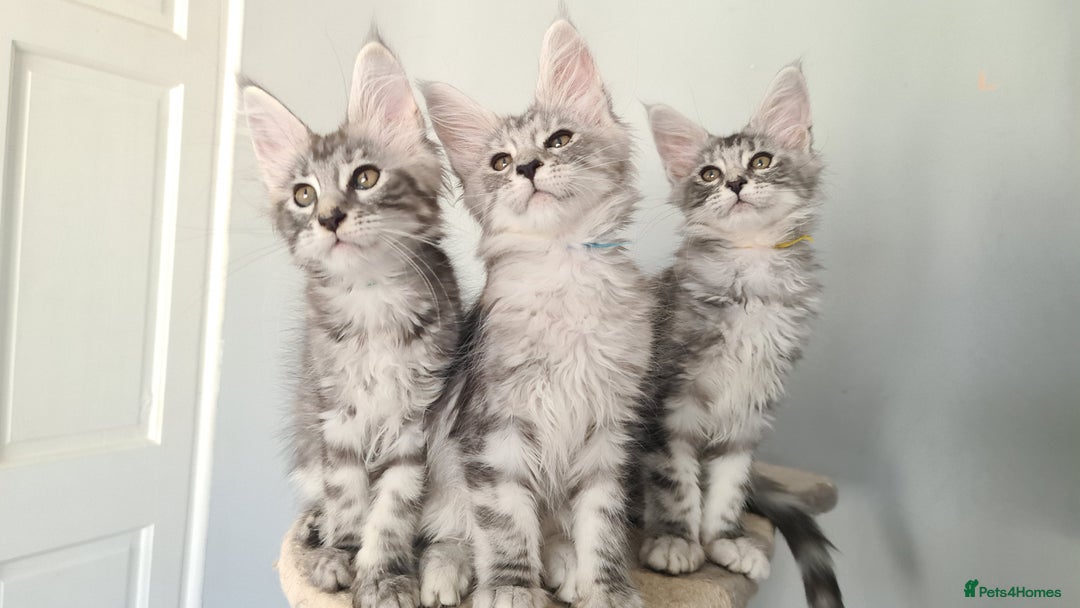 Maine Coon cats for sale: GCCF Registered - Maine Coon Kittens - Image 1