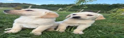 Goldador dogs for sale: Goldador Puppies  - Advert 4