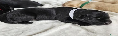 Labrador Retriever 9