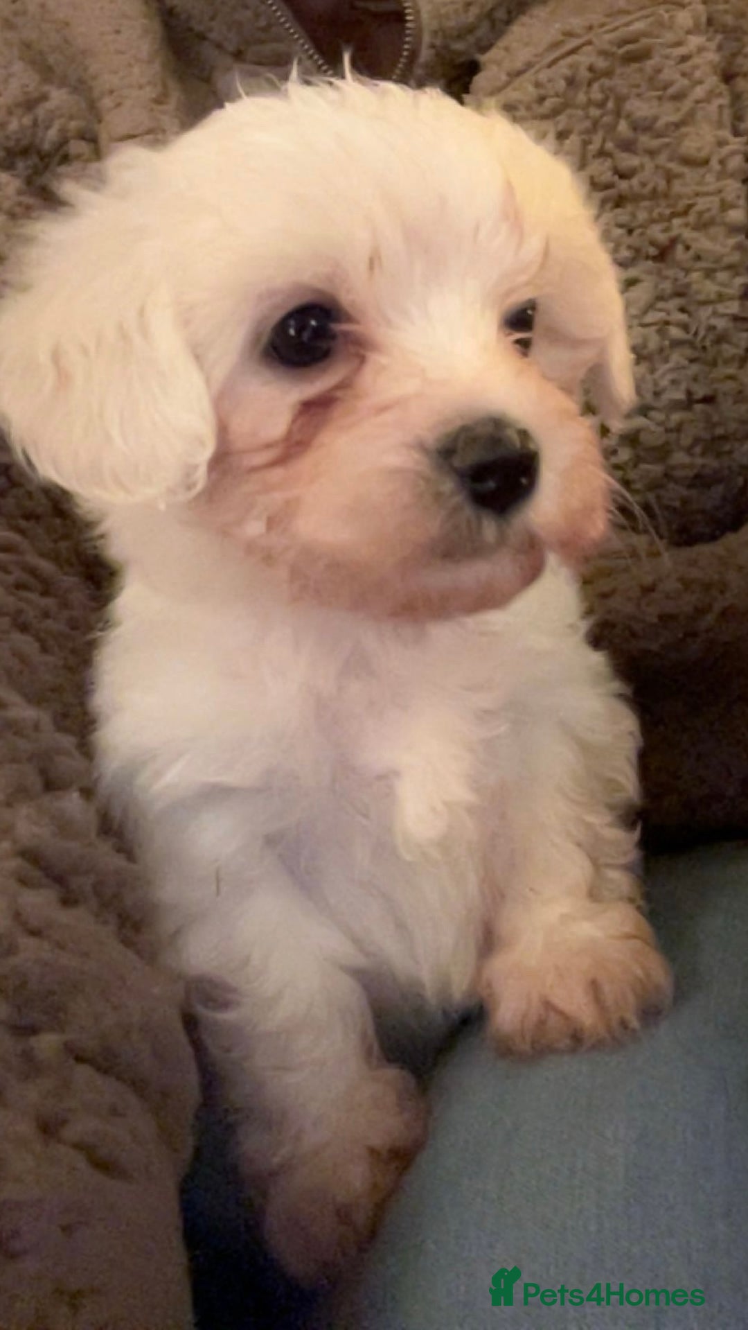 Mixed Breed dogs for sale: Loving, playful bundles of joy - Advert 3