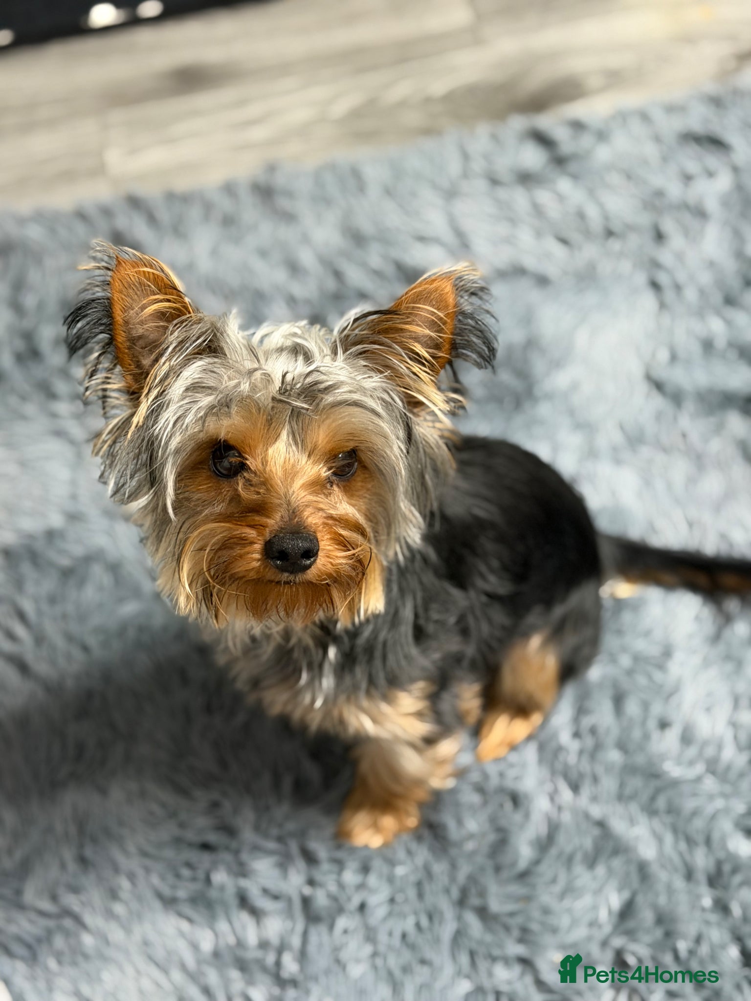Yorkshire Terrier dogs Yorkshire Terrier boy 1 year old - Advert 8