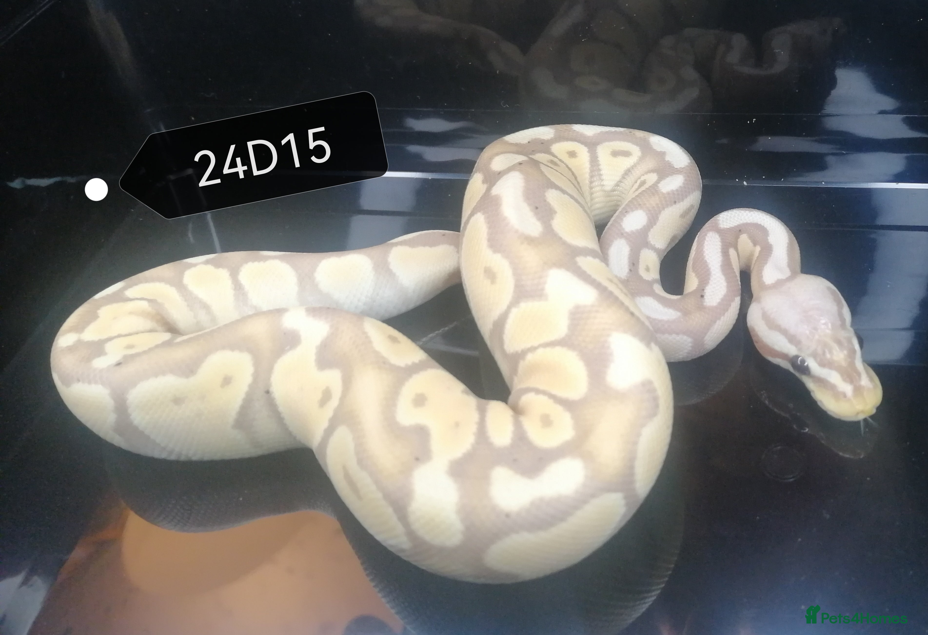 Python Snake reptiles Royal Python for sale, Female Banana - Advert 7