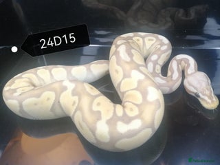 Python Snake reptiles - Advert 20
