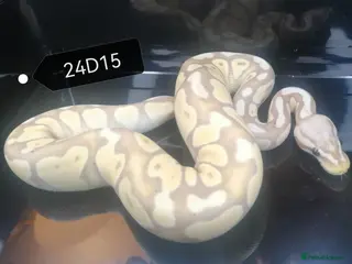 Python Snake reptiles Royal Python for sale, Female Banana - Advert 7